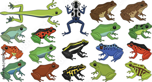 Frog and toad species vector illustration set featuring colorful amphibians, poison dart frogs, wildlife animals, and rainforest nature collection