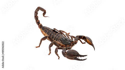 Photos Scorpion showing its claws isolated on transparent background cut out