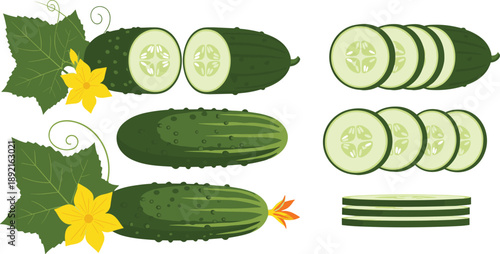 Cucumber vegetable vector illustration set featuring whole cucumbers and sliced rounds with flowers and leaves, fresh green produce icons