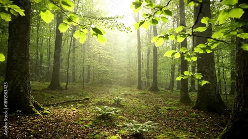 Tranquil Organic Motion Emphasizing very slow, natural movements within the forest scene, such as a barely perceptible sway of foliage or drifting atmospheric particles, adding to the serene and