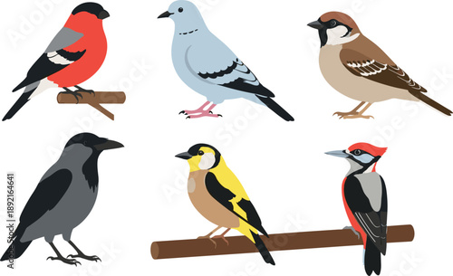 Small bird vector illustration set featuring bullfinch pigeon sparrow crow goldfinch woodpecker perched on branches wildlife collection