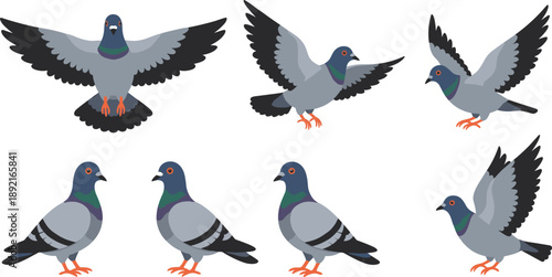 Pigeon bird vector illustration set featuring flying and standing city doves, urban wildlife animals, and realistic cartoon avian poses collection