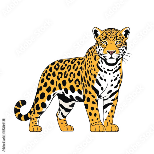 Illustration of a Standing Leopard Facing Forward.
