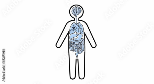 Human Anatomy Internal Organs and Brain Illustration.