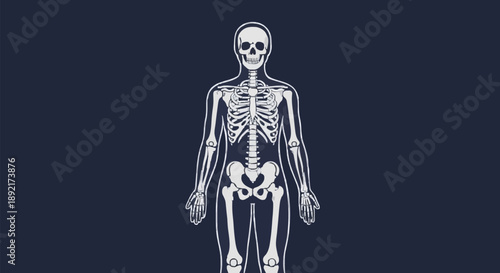 Human Skeleton Anatomy Medical Illustration.