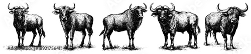 Hand drawn African buffalo set in engraving style