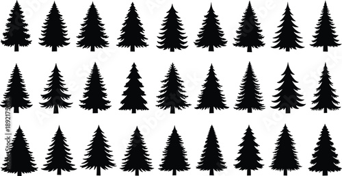 Set of pine tree silhouettes, evergreen forest collection, black vector illustrations of fir and spruce trees, natural woodland design elements