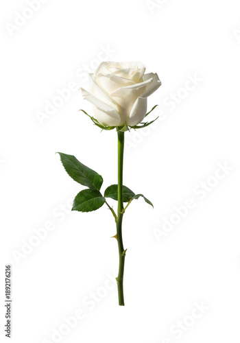 a single, perfectly bloomed transparent rose with velvety petals and a slender emerald stem detailed with sharp thorns, set against a transparent studio background, purity and sophisticated romance