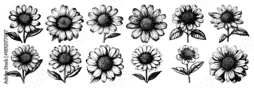 Detailed daisy flower set in vintage engraved ink style