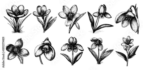 Collection of hand drawn spring flower sketches and botanical illustrations in vintage ink style