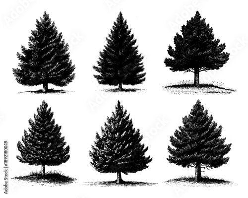 Vintage engraved evergreen conifer trees collection
