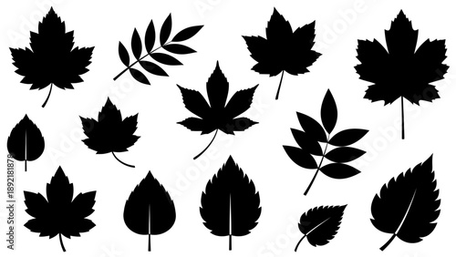 Collection of Black Leaf Silhouettes Various Shapes and Sizes.