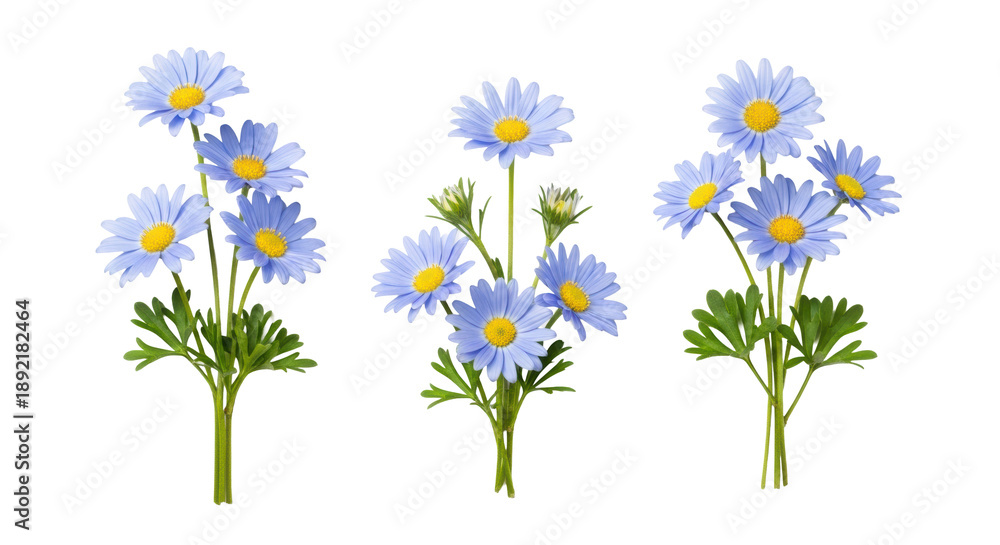 Fototapeta premium four distinct arrangements of vibrant sky-blue daisy-like flowers with yellow centers and green foliage, isolated on a transparent background in a minimalist flat lay purity concept