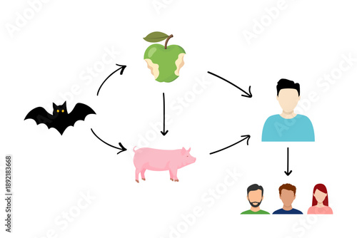 Nipah virus infection transmission diagram showing spread from bats to fruit, pigs, and humans. Medical infographic explaining zoonotic disease flow, public health risk, and virus transmission process