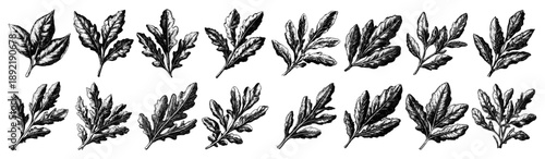 Collection of vintage hand drawn salad leaves and herbs in engraving style
