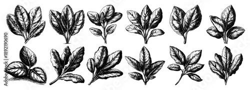 Large set of vintage hand drawn leafy vegetable and herb illustrations