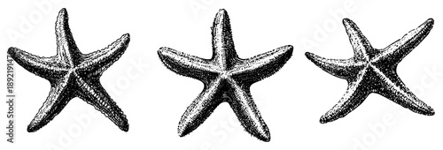 Collection of hand drawn vintage starfish illustrations in detailed engraving style
