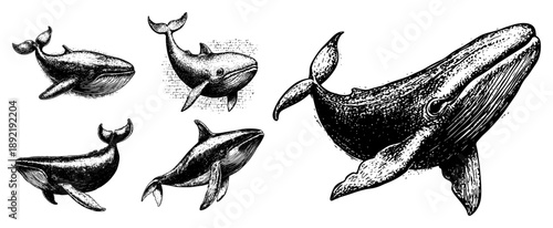 Collection of vintage hand drawn whale engravings with detailed hatching and stippling texture