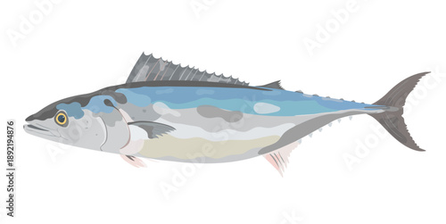 Cute cartoon Atlantic Bonito fish. Vector hand drawn ocean animal illustration isolated on white background.