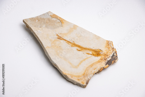 Fish fossil preserved in stone, marine life specimen