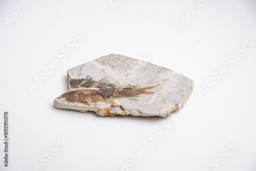Fish fossil preserved in stone, marine life specimen