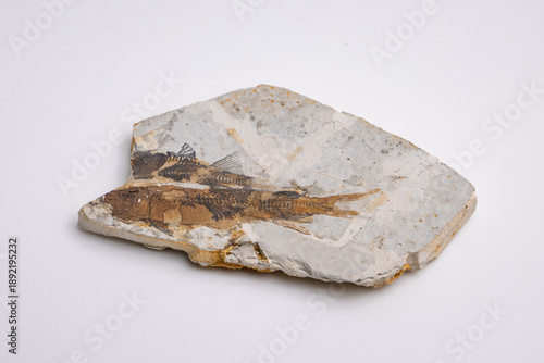 Prehistoric Fish Fossils Preserved in Stone – Ancient Marine Life Specimens on White Background