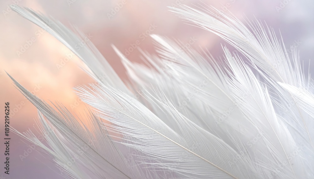 Fototapeta premium Soft White Feathers Closeup Background Image.