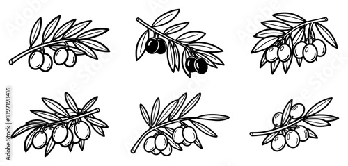 Hand drawn olive branch set with leaves and fruit