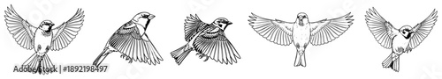 Detailed hand drawn flying bird illustrations with spread wings