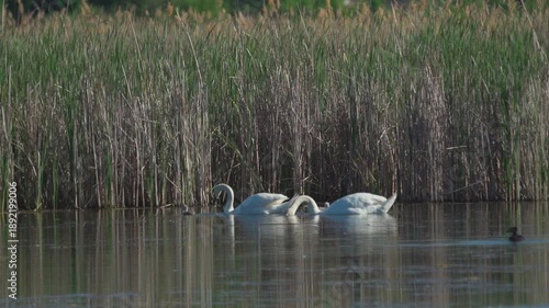 Mute swans (Cygnus olor)  and their cygnets swim on a pond against a backdrop of reeds. Slow motion