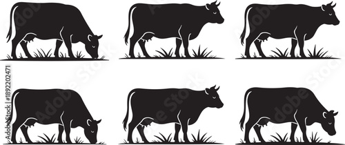 Black silhouettes of cows grazing in grass cattle white background