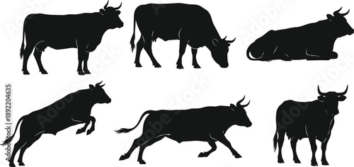 Bull silhouette icons set showing standing, running, grazing and resting cattle poses, black livestock animal illustrations isolated on white background for farming design