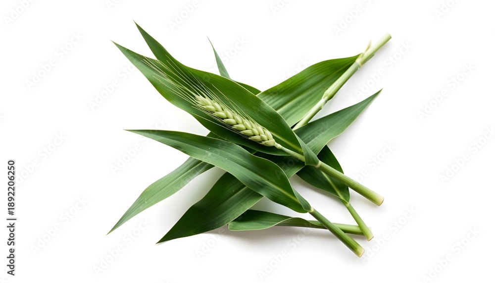 Obraz premium Fresh green young wheat leaves, isolated on white background and texture, top view, design elements