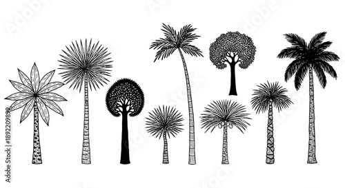 Various palm trees and tropical plants are illustrated in a row on a white background in tyuigf style.