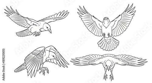 Four birds flying in different directions with wings spread wide outdoors