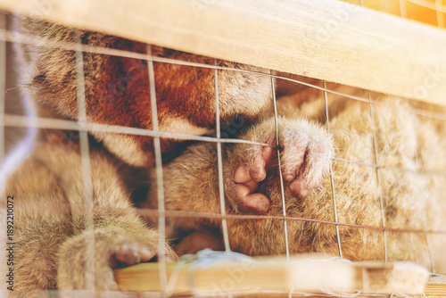 Photography Slow lorises (Nycticebus) sadding Primates monkey catch cage net in captivity with hopelessly
