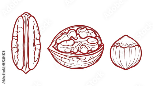 A detailed illustration of cacao pods in various stages of development