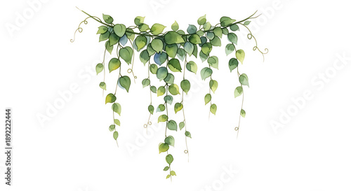 Watercolor Hand Painted Hanging Green Plant Vine with Leaves and Tendrils Isolated on White for Wedding or Border Design
