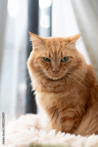 Wallpaper Mural 見つめる可愛い猫　茶トラ猫	 Torontodigital.ca