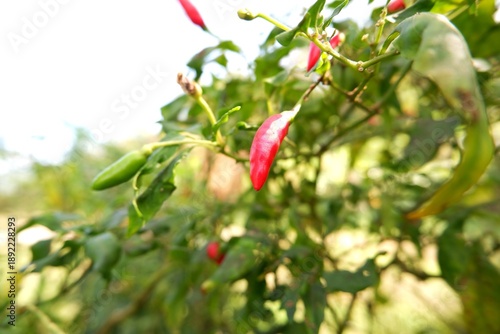 Obraz na plátně Ripe bird's eye chilies hanging from the tree.