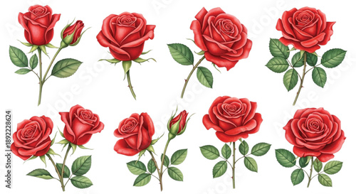 Realistic Red Rose Flowers Botanical Illustration Set Isolated