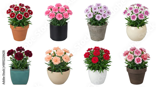 Potted Dianthus flower set including red, pink, purple, and peach blooms in assorted ceramic planters isolated. Gardening and floral decoration collection.