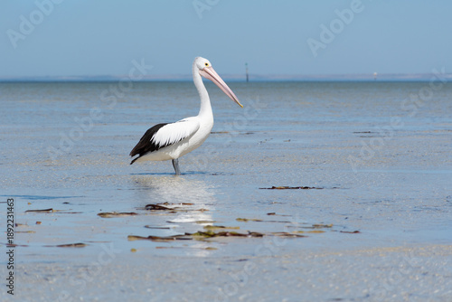Australian pelican standing in shallow ocean water