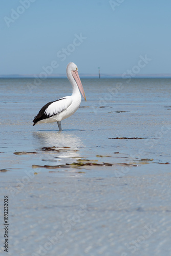 Australian pelican standing in shallow ocean water