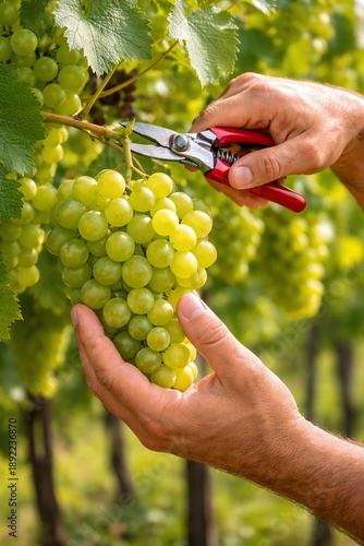 closeup photo of hands picking grapes in a vineyard