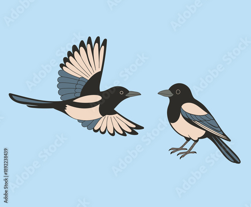 Obraz na płótnie Two magpies in Korea. Minimal line illustration style.