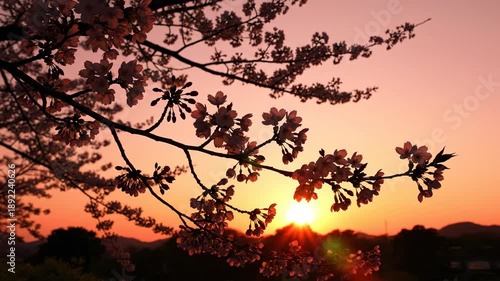 Isolated cinematic view of a detailed sakura branch silhouetted against a vibrant pastel pink and orange sunrise gradient sky background silhouetted against, detailed sakura branch, soft focus