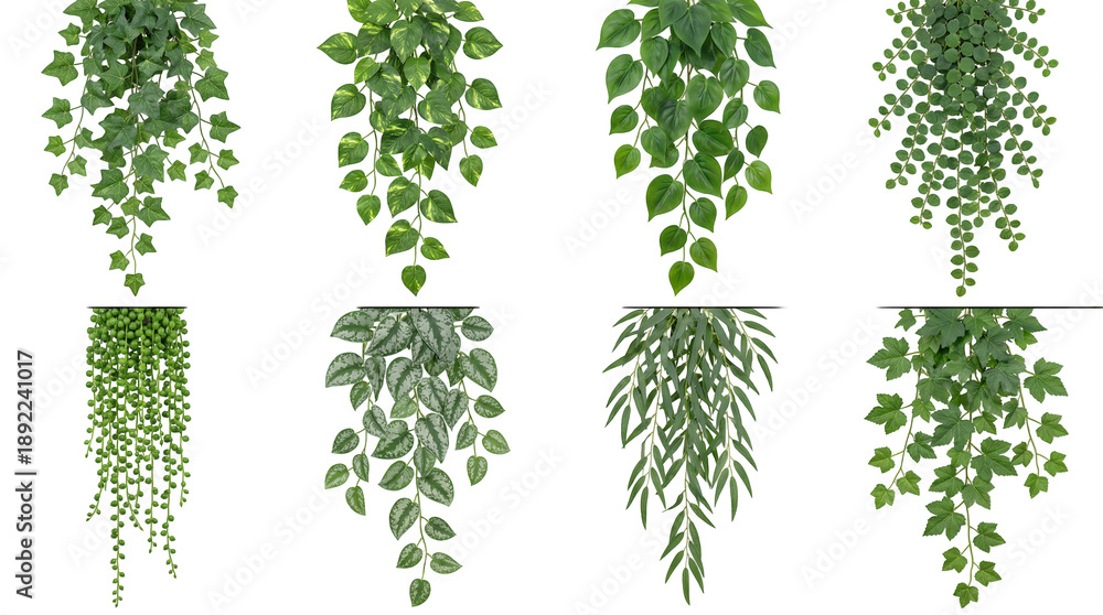 Obraz premium Green hanging plant set including ivy, pothos, string of pearls, and trailing vines isolated. Indoor botanical decoration and foliage collection.