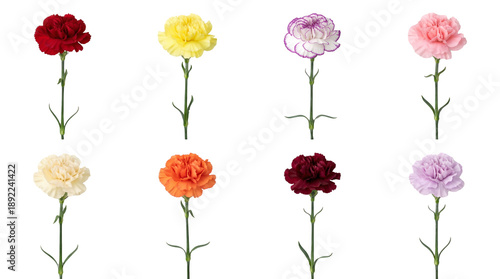 Colorful carnation flower set including red, yellow, pink, purple, orange, and variegated blooms on stems isolated. Floral decoration and botanical collection.