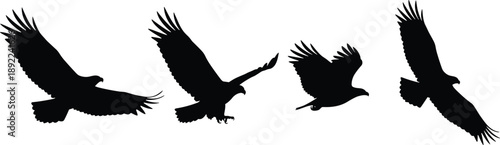 Bird, silhouettes, flying, wings, spread, wildlife, nature, animal, black, shape, flight, freedom, sky, cad, drawing, flat, vector, illustration, isolated, white